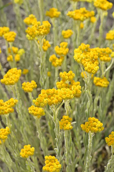 485190 - Strohblume (Helichrysum thianschanicum 'Schwefellicht')