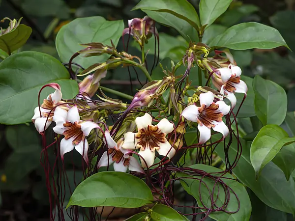 454137 - Strophanthus preussii