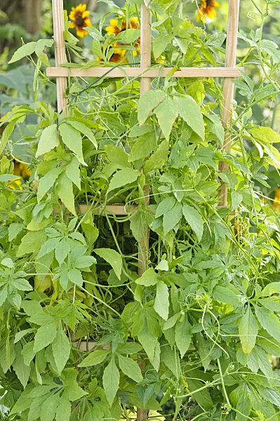 474484 - Stuffing gourd (Cyclanthera pedata)
