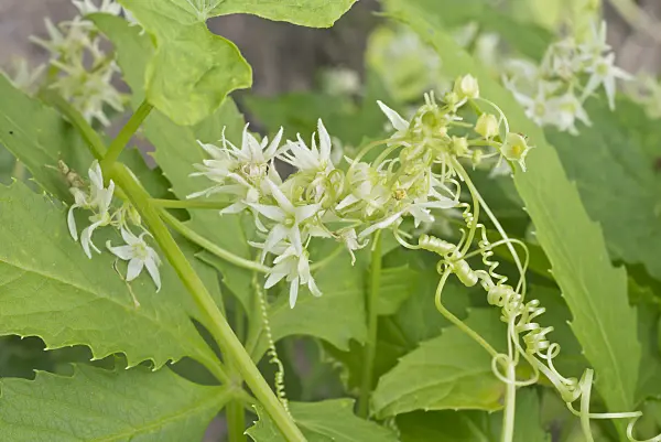 573067 - Stuffing gourd (Cyclanthera pedata)