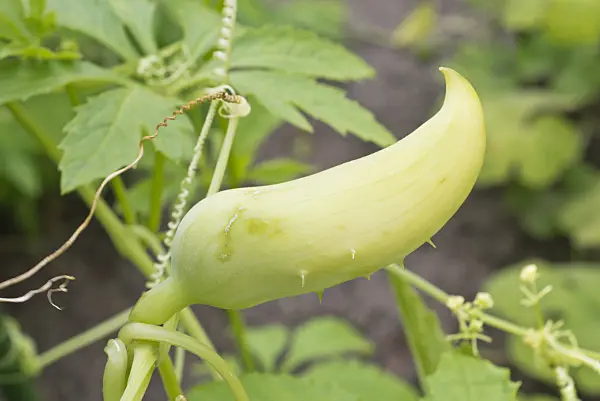 573068 - Stuffing gourd (Cyclanthera pedata)