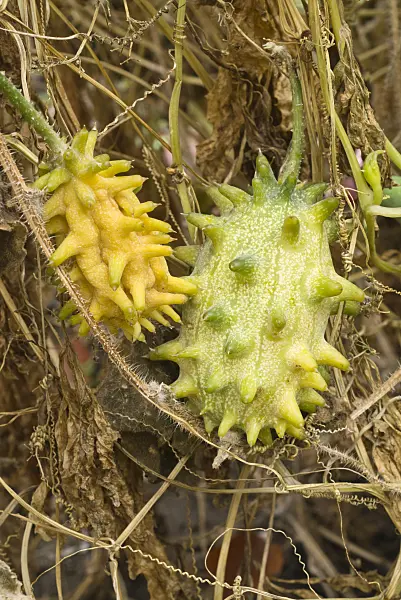 607249 - Stuffing gourd (Cyclanthera pedata)