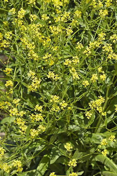 533212 - Stumpfkantige Hundsrauke (Erucastrum nasturtiifolium)