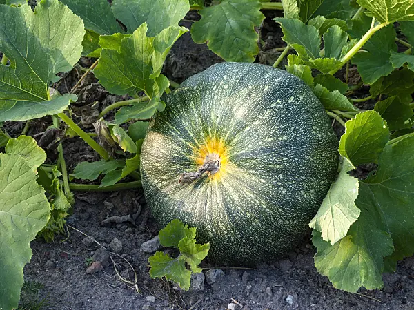 463027 - Styrian oil pumpkin (Cucurbita pepo var. styriaca syn. Cucurbita pepo var. oleifera)