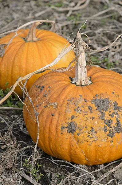 560010 - Styrian oil pumpkin (Cucurbita pepo var. styriaca syn. Cucurbita pepo var. oleifera)