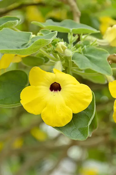 508175 - Succulent sesame (Uncarina grandidieri)