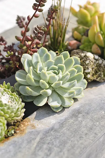 487261 - Succulents in a metal container