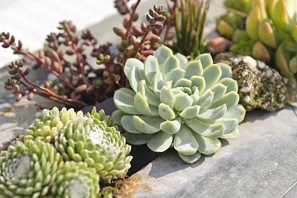 487262 - Succulents in a metal container