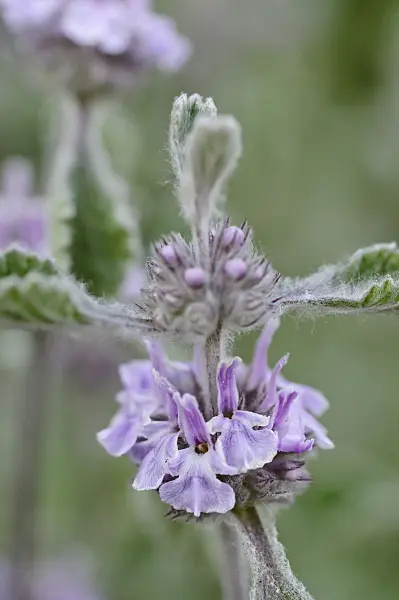 472295 - Südländischer Andorn (Marrubium supinum)