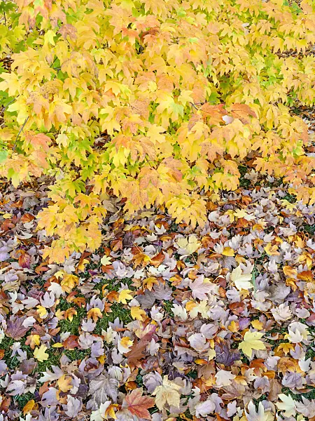 465234 - Sugar maple (Acer saccharum subsp. floridanum)
