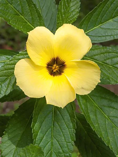 411229 - Sulphur alder (Turnera subulata)