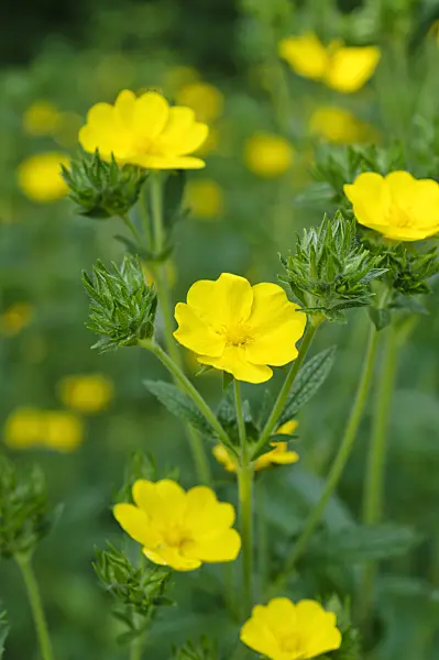 484292 - Sulphur cinquefoil (Potentilla recta)