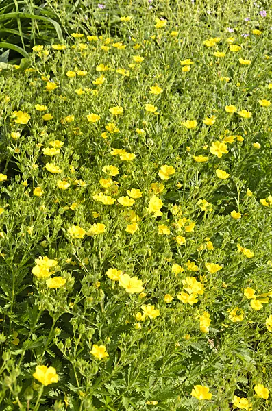 521429 - Sulphur cinquefoil (Potentilla recta 'Warrenii')