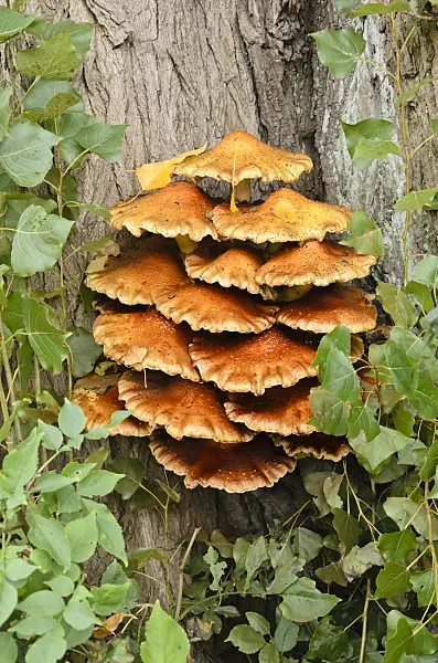 525385 - Sulphur polypore (Laetiporus sulphureus)