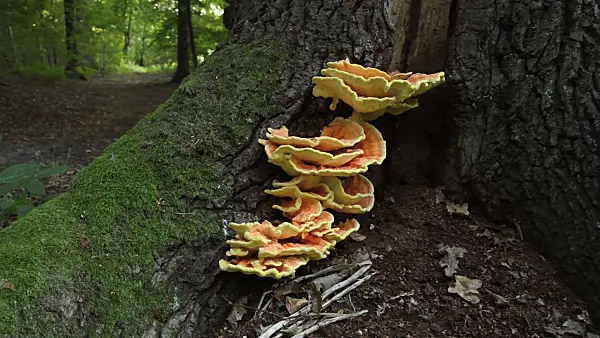 512068 - Sulphur polypore (Laetiporus sulphureus) and oak (Quercus)