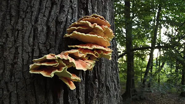 512069 - Sulphur polypore (Laetiporus sulphureus) and oak (Quercus)