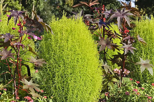488124 - Summer cypress (Bassia scoparia syn. Kochia scoparia) and castor oil plant (Ricinus communis)
