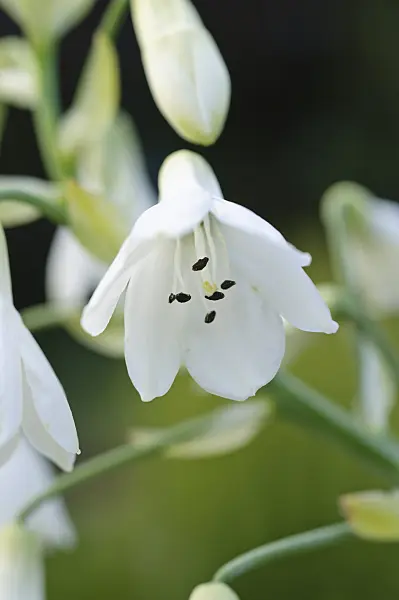 488014 - Summer hyacinth (Galtonia candicans)