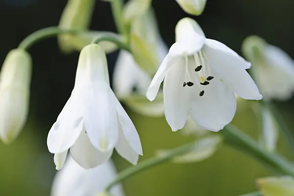 488015 - Summer hyacinth (Galtonia candicans)