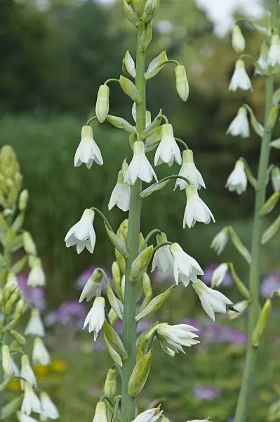 510171 - Summer hyacinth (Galtonia candicans)
