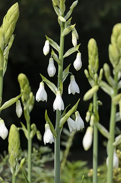 534297 - Summer hyacinth (Galtonia candicans)