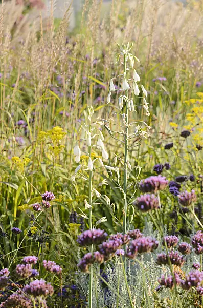 548080 - Summer hyacinth (Galtonia candicans) and purpletop vervain (Verbena bonariensis)