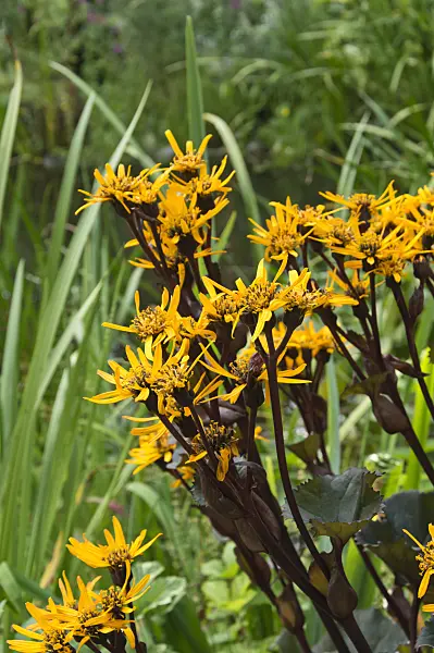 511091 - Summer ragwort (Ligularia dentata 'Britt-Marie Crawford')