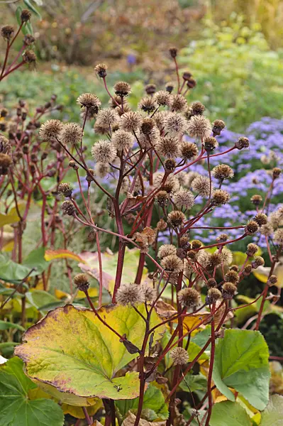 489150 - Summer ragwort (Ligularia dentata 'Desdemona')