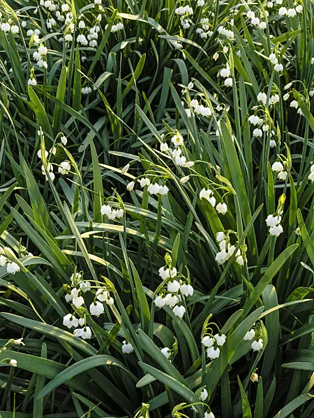 424149 - Summer snowflake (Leucojum aestivum)