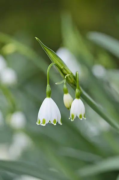 531046 - Summer snowflake (Leucojum aestivum 'Gravetye Giant')
