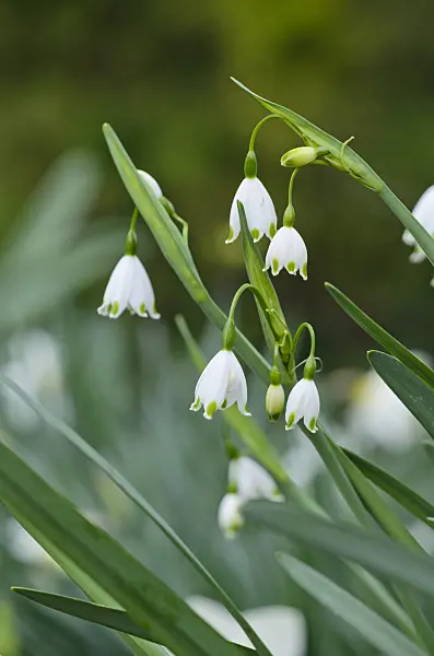 531047 - Summer snowflake (Leucojum aestivum 'Gravetye Giant')