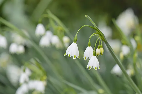 531062 - Summer snowflake (Leucojum aestivum 'Gravetye Giant')