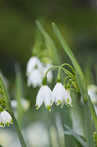531063 - Summer snowflake (Leucojum aestivum 'Gravetye Giant')