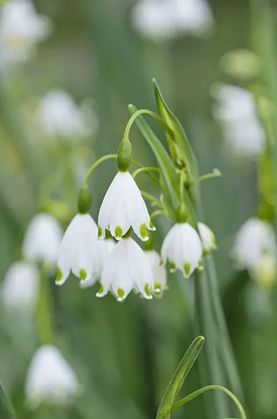 531064 - Summer snowflake (Leucojum aestivum 'Gravetye Giant')