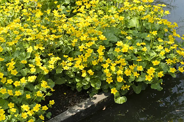 495218 - Sumpfdotterblume (Caltha palustris)