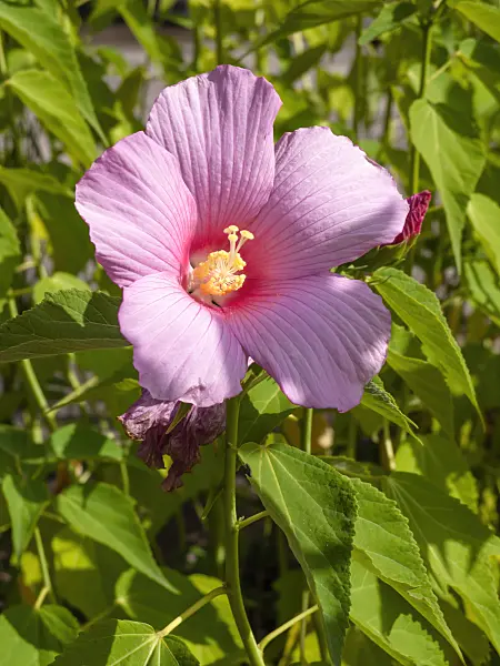 428317 - Sumpfeibisch (Hibiscus moscheutos)