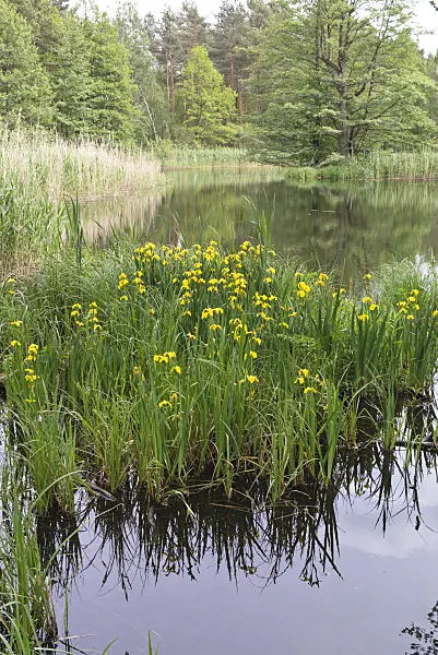 609032 - Sumpfschwertlilie (Iris pseudacorus)