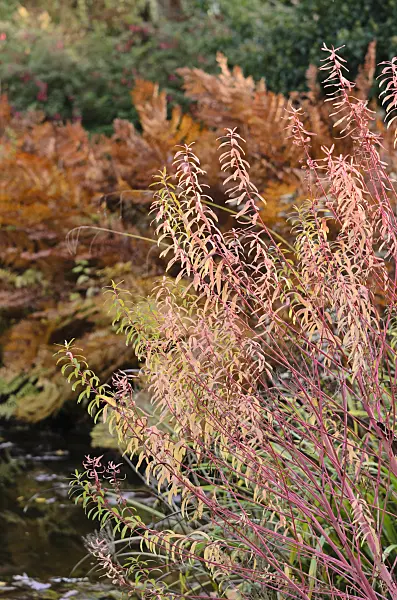 525289 - Sumpfwolfsmilch (Euphorbia palustris 'Herbstfeuer')