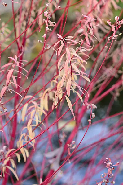 525291 - Sumpfwolfsmilch (Euphorbia palustris 'Herbstfeuer')