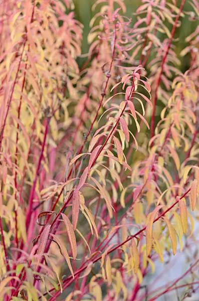 525292 - Sumpfwolfsmilch (Euphorbia palustris 'Herbstfeuer')