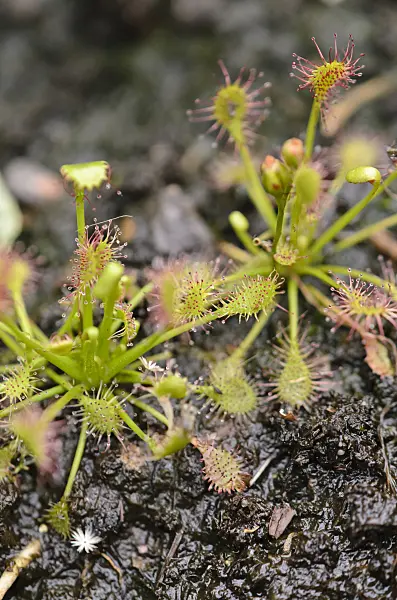547364 - Sundew (Drosera)