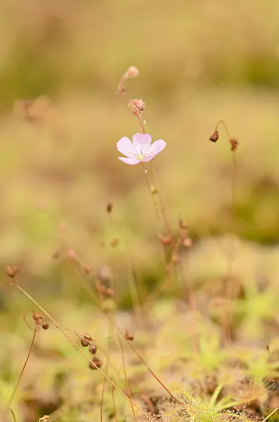 547340 - Sundew (Drosera ericksoniae x pulchella)