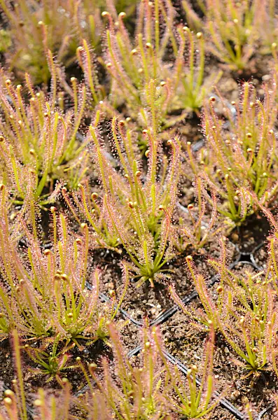 555071 - Sundew (Drosera intermedia x filiformis)