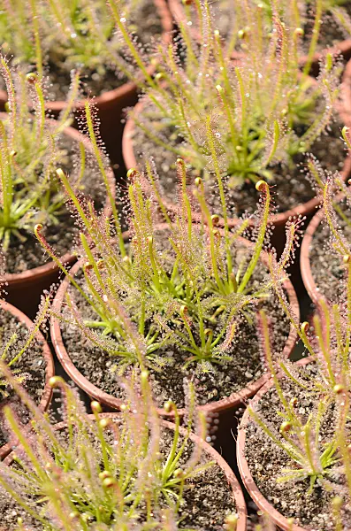 555072 - Sundew (Drosera intermedia x filiformis)