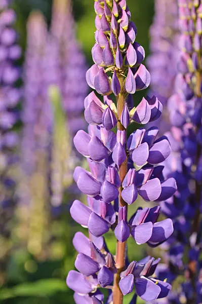 472296 - Sundial lupin (Lupinus perennis)
