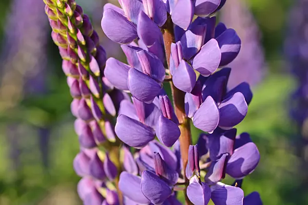 472297 - Sundial lupin (Lupinus perennis)