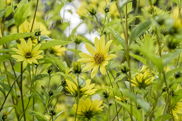 593097 - Sunflower (Helianthus microcephalus 'Lemon Queen')