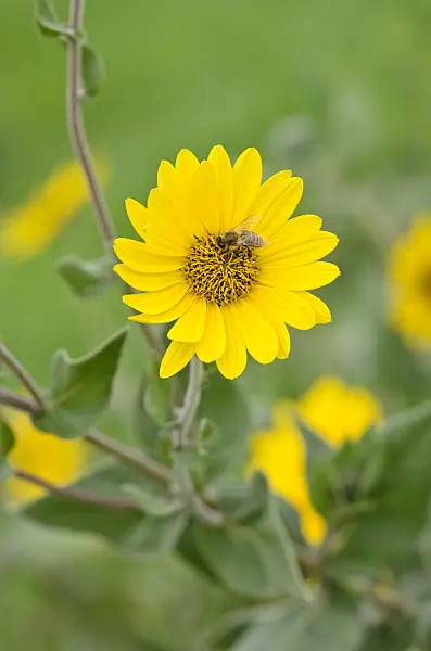 535139 - Sunflower (Helianthus mollis) and bee (Apis)