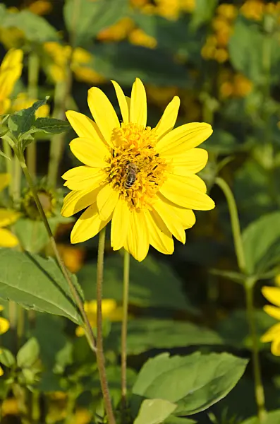 499079 - Sunflower (Helianthus x multiflorus 'Meteor')