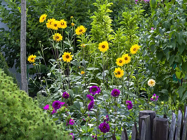 463144 - Sunflowers (Helianthus) and dahlias (Dahlia)